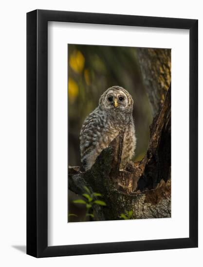 Barred Owl Chick in Nest Cavity in an Oak Tree Hammock, Florida-Maresa Pryor-Framed Photographic Print