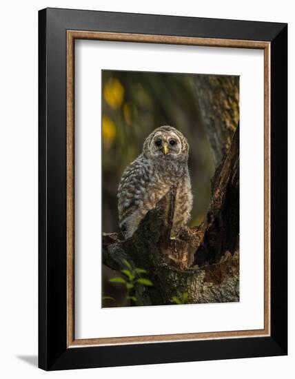 Barred Owl Chick in Nest Cavity in an Oak Tree Hammock, Florida-Maresa Pryor-Framed Photographic Print