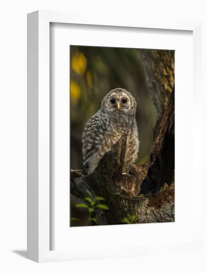 Barred Owl Chick in Nest Cavity in an Oak Tree Hammock, Florida-Maresa Pryor-Framed Photographic Print