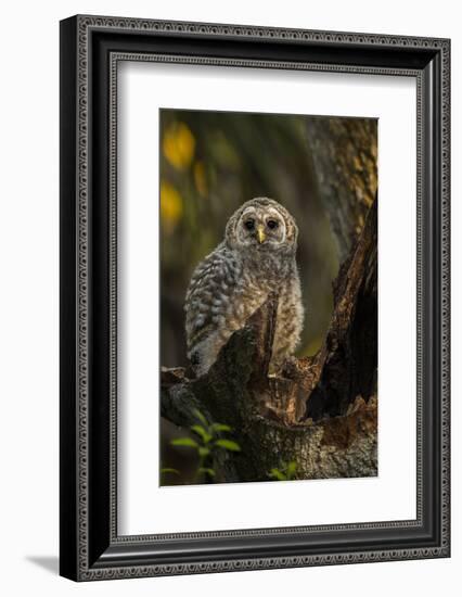 Barred Owl Chick in Nest Cavity in an Oak Tree Hammock, Florida-Maresa Pryor-Framed Photographic Print