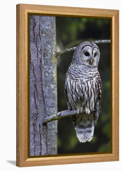 Barred Owl, Hunting at Dusk-Ken Archer-Framed Premier Image Canvas