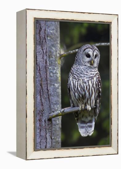 Barred Owl, Hunting at Dusk-Ken Archer-Framed Premier Image Canvas