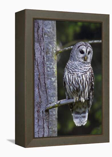 Barred Owl, Hunting at Dusk-Ken Archer-Framed Premier Image Canvas