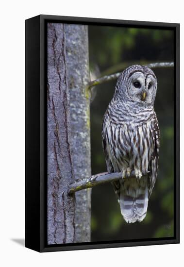 Barred Owl, Hunting at Dusk-Ken Archer-Framed Premier Image Canvas