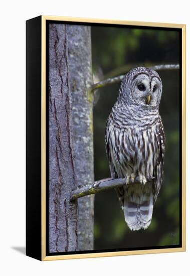 Barred Owl, Hunting at Dusk-Ken Archer-Framed Premier Image Canvas