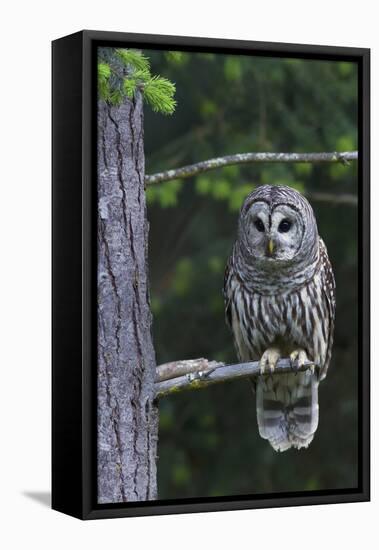 Barred Owl, Hunting at Dusk-Ken Archer-Framed Premier Image Canvas