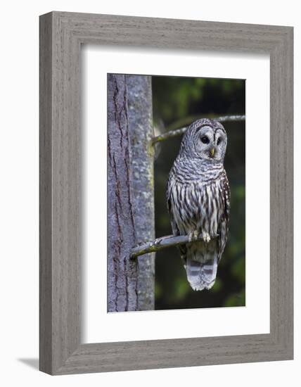 Barred Owl, Hunting at Dusk-Ken Archer-Framed Photographic Print