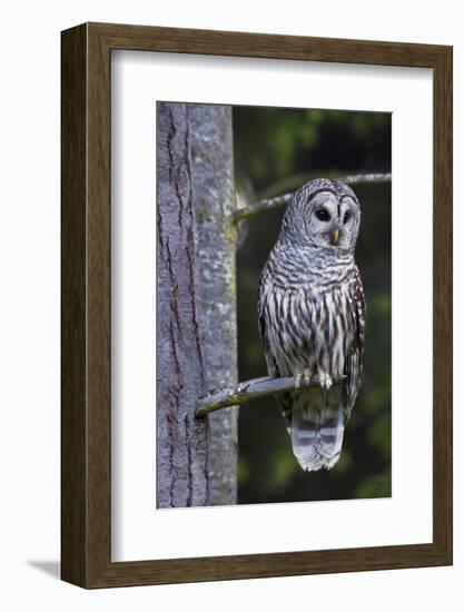 Barred Owl, Hunting at Dusk-Ken Archer-Framed Photographic Print