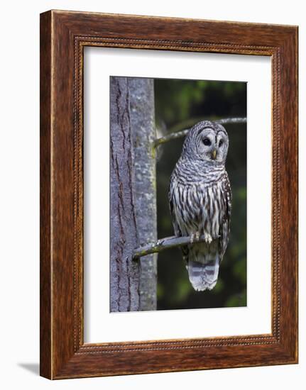 Barred Owl, Hunting at Dusk-Ken Archer-Framed Photographic Print