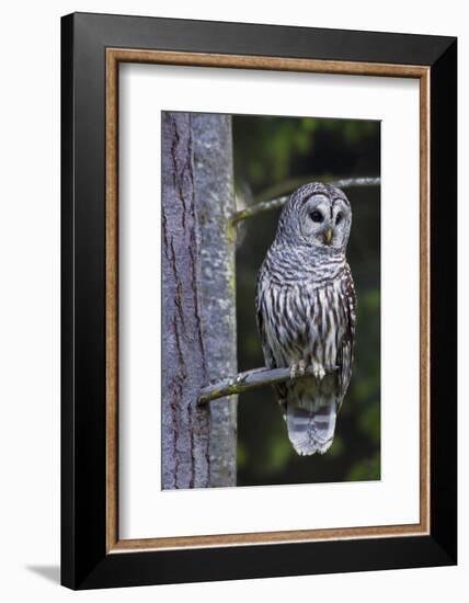 Barred Owl, Hunting at Dusk-Ken Archer-Framed Photographic Print