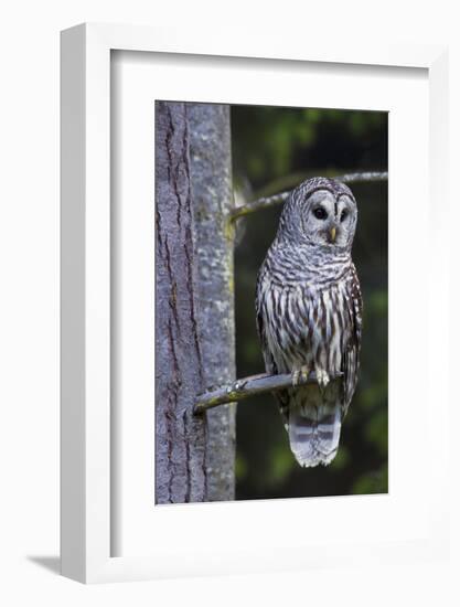 Barred Owl, Hunting at Dusk-Ken Archer-Framed Photographic Print