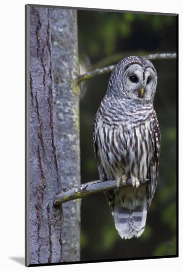 Barred Owl, Hunting at Dusk-Ken Archer-Mounted Photographic Print