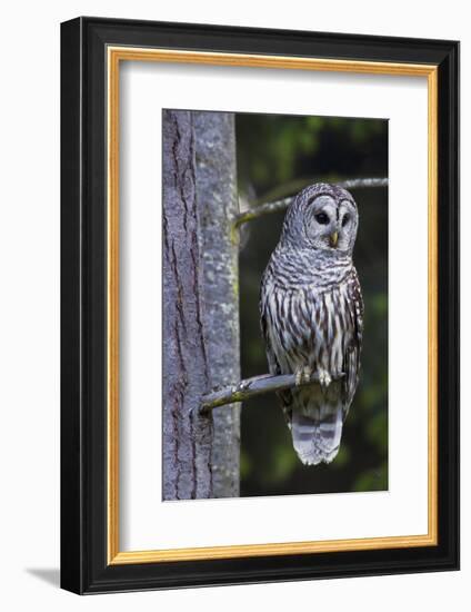 Barred Owl, Hunting at Dusk-Ken Archer-Framed Photographic Print