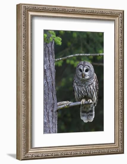 Barred Owl, Hunting at Dusk-Ken Archer-Framed Photographic Print