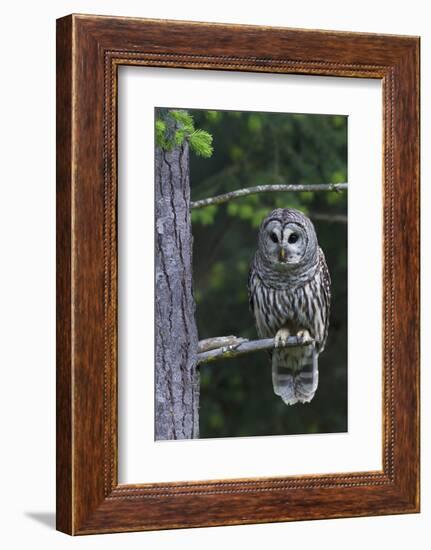 Barred Owl, Hunting at Dusk-Ken Archer-Framed Photographic Print