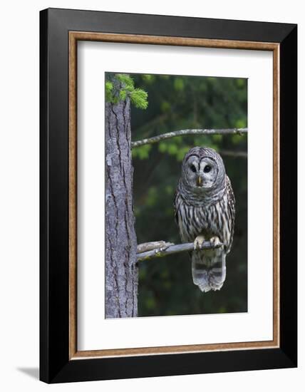 Barred Owl, Hunting at Dusk-Ken Archer-Framed Photographic Print