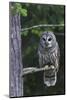 Barred Owl, Hunting at Dusk-Ken Archer-Mounted Photographic Print