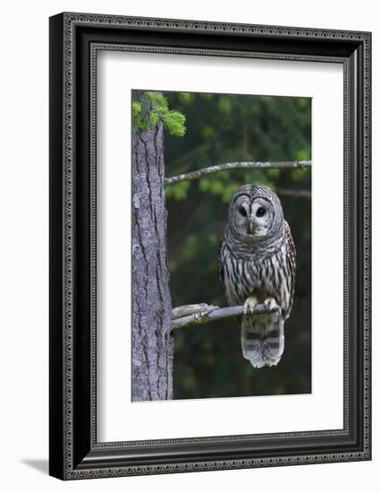 Barred Owl, Hunting at Dusk-Ken Archer-Framed Photographic Print