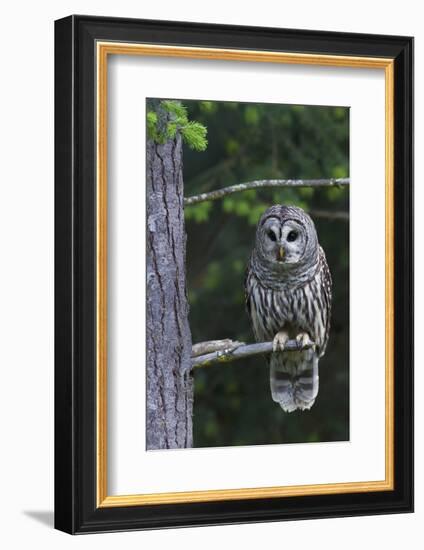 Barred Owl, Hunting at Dusk-Ken Archer-Framed Photographic Print