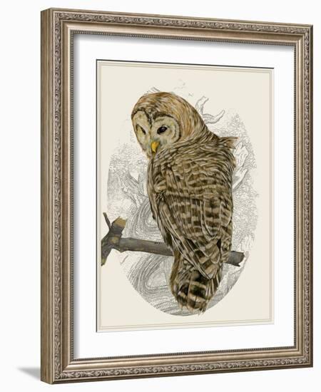 Barred Owl II-Melissa Wang-Framed Art Print