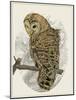 Barred Owl II-Melissa Wang-Mounted Art Print