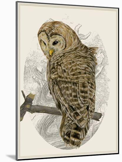 Barred Owl II-Melissa Wang-Mounted Art Print