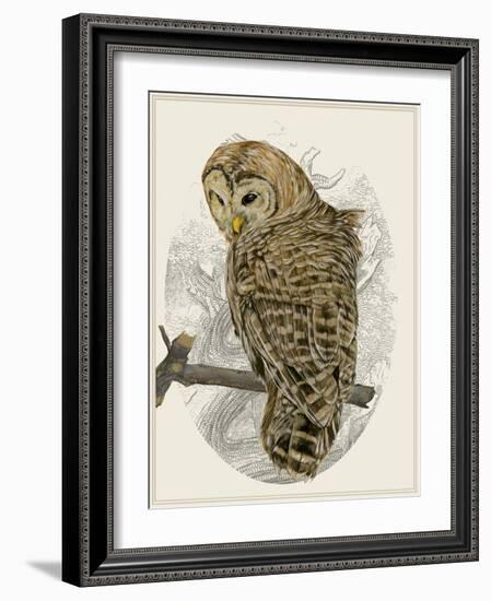 Barred Owl II-Melissa Wang-Framed Art Print