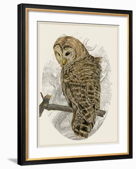 Barred Owl II-Melissa Wang-Framed Art Print