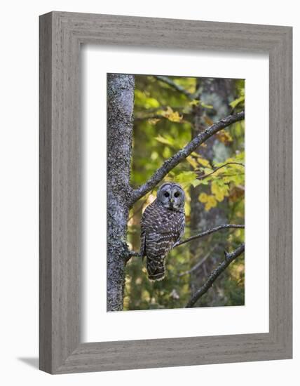 Barred Owl in Fall, Alger County, Mi-Richard and Susan Day-Framed Photographic Print