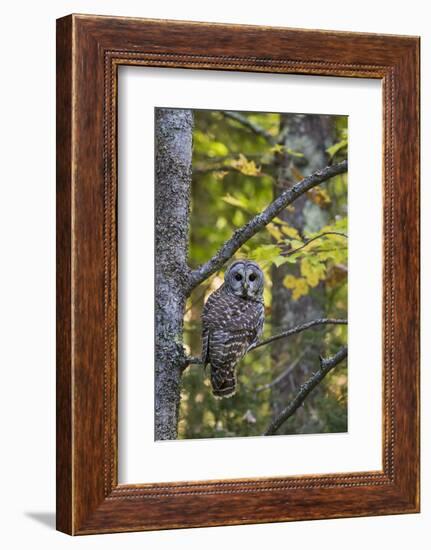 Barred Owl in Fall, Alger County, Mi-Richard and Susan Day-Framed Photographic Print