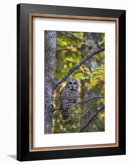 Barred Owl in Fall, Alger County, Mi-Richard and Susan Day-Framed Photographic Print