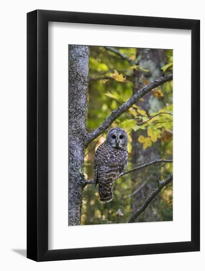 Barred Owl in Fall, Alger County, Mi-Richard and Susan Day-Framed Photographic Print