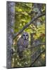 Barred Owl in Fall, Alger County, Mi-Richard and Susan Day-Mounted Photographic Print