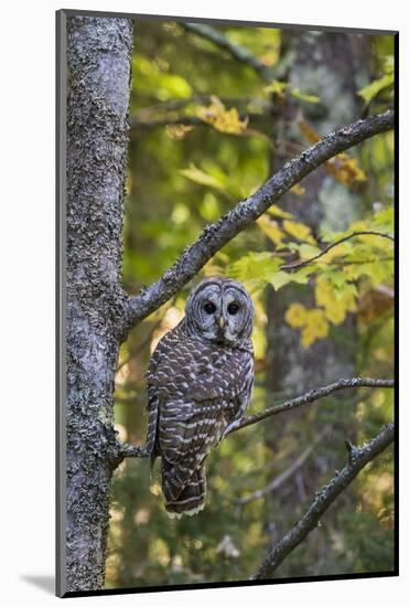 Barred Owl in Fall, Alger County, Mi-Richard and Susan Day-Mounted Photographic Print