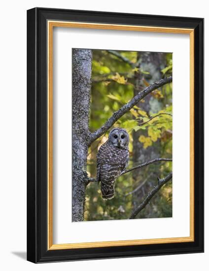 Barred Owl in Fall, Alger County, Mi-Richard and Susan Day-Framed Photographic Print