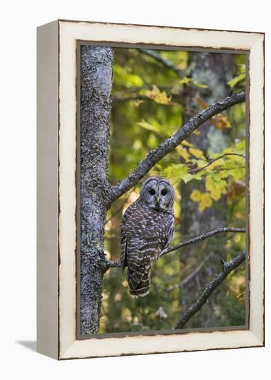 Barred Owl in Fall, Alger County, Mi-Richard and Susan Day-Framed Premier Image Canvas