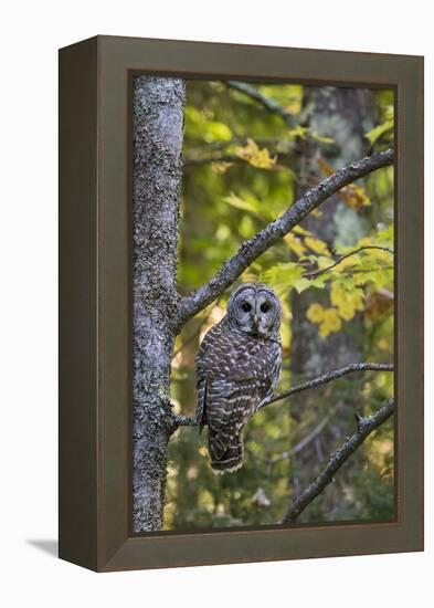 Barred Owl in Fall, Alger County, Mi-Richard and Susan Day-Framed Premier Image Canvas