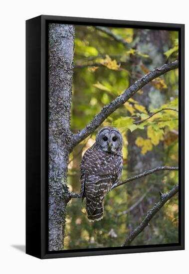 Barred Owl in Fall, Alger County, Mi-Richard and Susan Day-Framed Premier Image Canvas