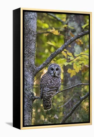 Barred Owl in Fall, Alger County, Mi-Richard and Susan Day-Framed Premier Image Canvas