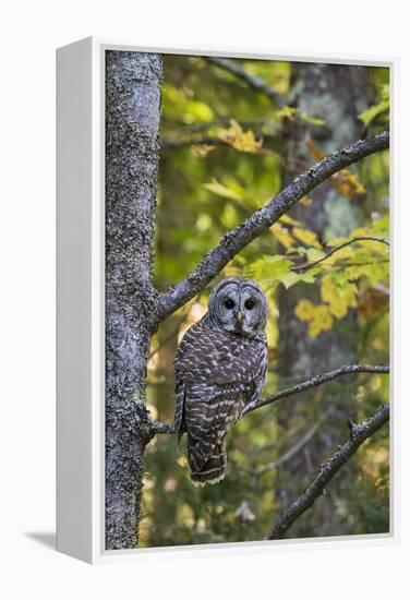 Barred Owl in Fall, Alger County, Mi-Richard and Susan Day-Framed Premier Image Canvas