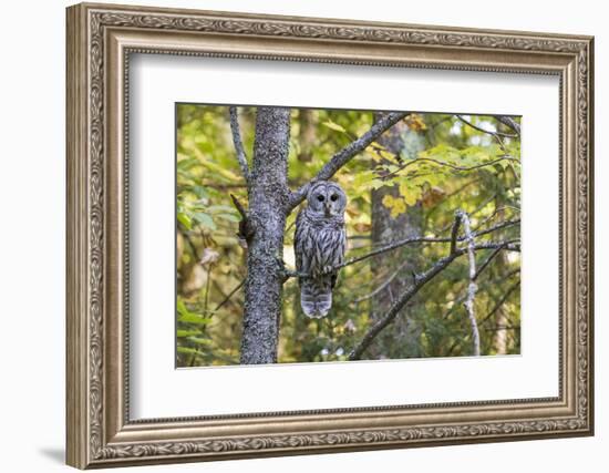 Barred Owl in Fall, Alger County, Michigan-Richard and Susan Day-Framed Photographic Print