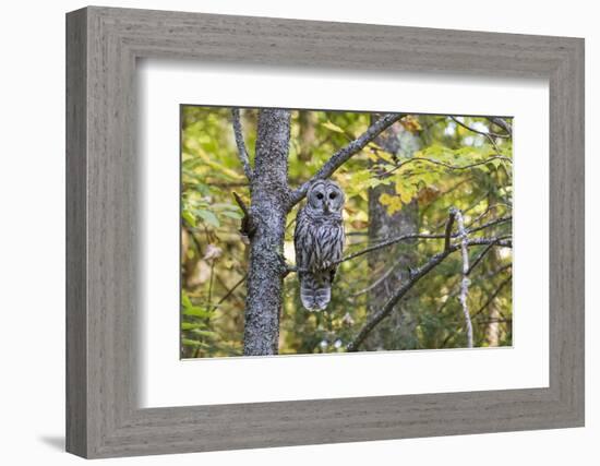 Barred Owl in Fall, Alger County, Michigan-Richard and Susan Day-Framed Photographic Print