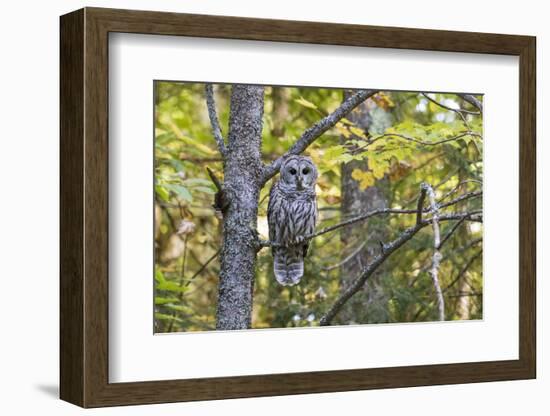 Barred Owl in Fall, Alger County, Michigan-Richard and Susan Day-Framed Photographic Print