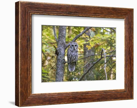 Barred Owl in Fall, Alger County, Michigan-Richard and Susan Day-Framed Photographic Print