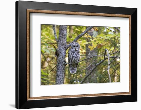 Barred Owl in Fall, Alger County, Michigan-Richard and Susan Day-Framed Photographic Print