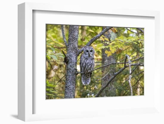 Barred Owl in Fall, Alger County, Michigan-Richard and Susan Day-Framed Photographic Print