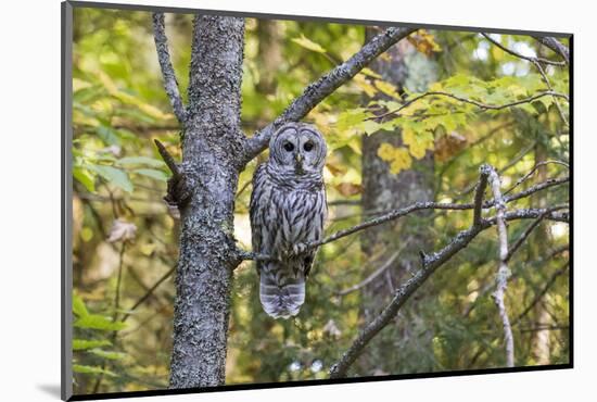 Barred Owl in Fall, Alger County, Michigan-Richard and Susan Day-Mounted Photographic Print