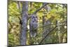 Barred Owl in Fall, Alger County, Michigan-Richard and Susan Day-Mounted Photographic Print