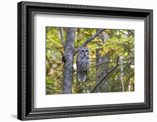 Barred Owl in Fall, Alger County, Michigan-Richard and Susan Day-Framed Photographic Print