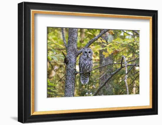 Barred Owl in Fall, Alger County, Michigan-Richard and Susan Day-Framed Photographic Print